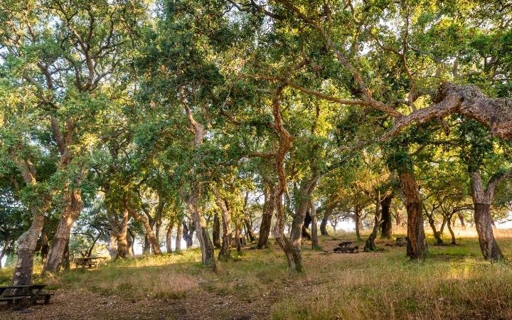 bosque-forestal