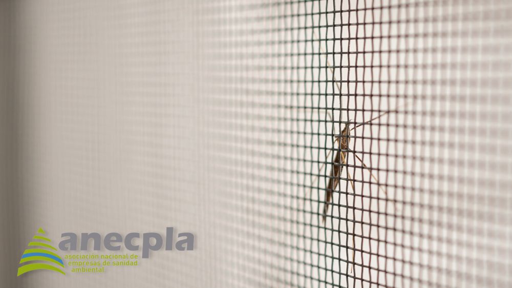 imagen-de-mosquito-con-logo-de-anecpla