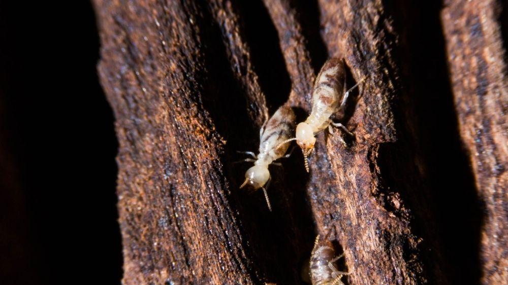 termitas-devorando-madera-en-arbol