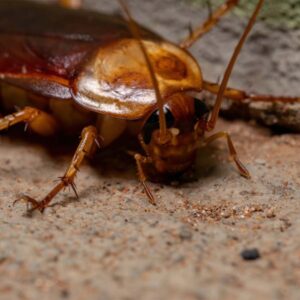 cucaracha-americana