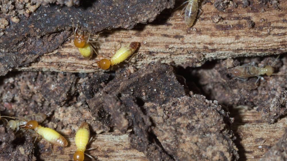 termitas-en-madera