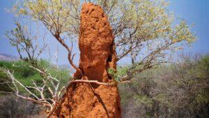monticulo de termitas
