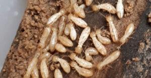 termitas-madera