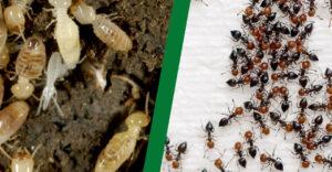 diferenciar-termita-y-hormiga
