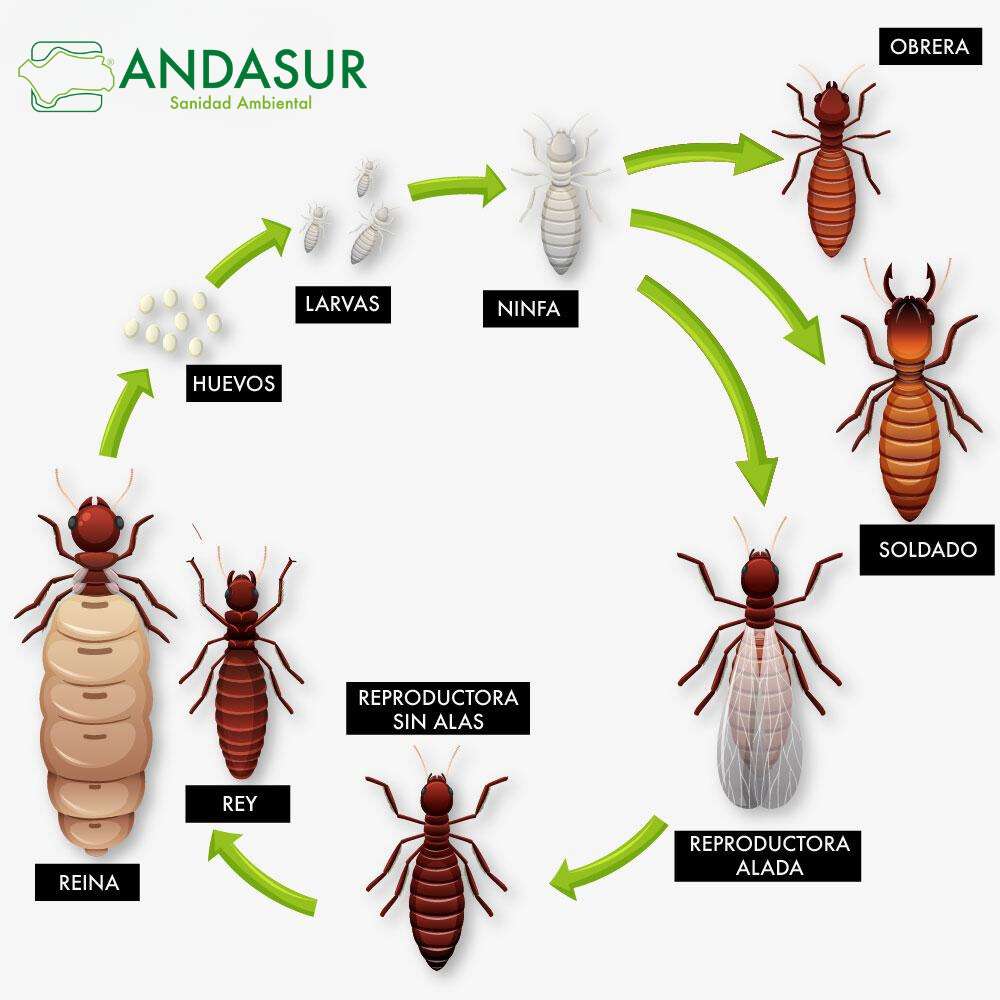 Guía sobre Termitas: Qué Son y los Daños que Provocan - Andasur Control ...