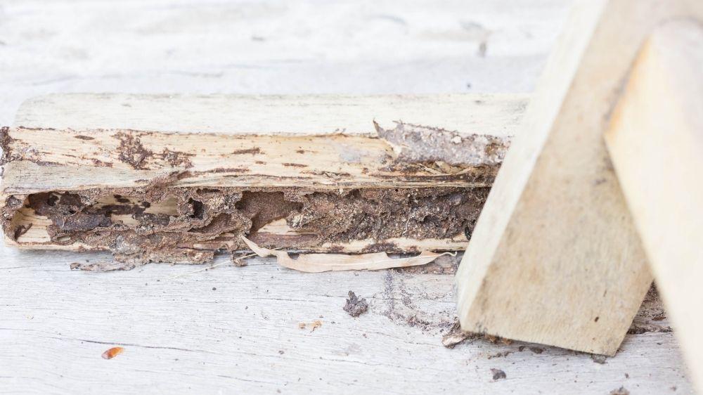 Fotografía de trozo de madera hueca